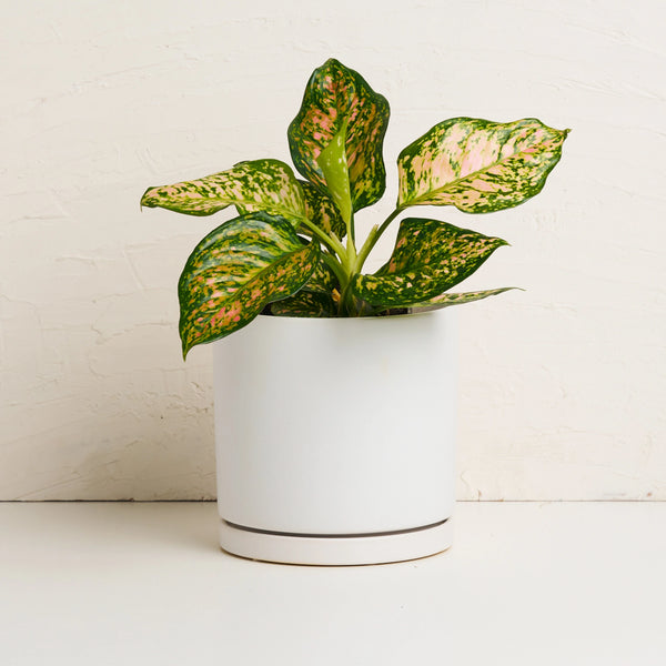 Indoor Plant With Pot