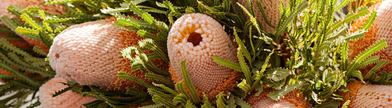 Send Native Flowers Today!_native-flowers