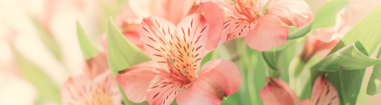 Send A Beautiful Lily To Someone Today!_lilies