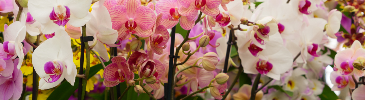 Send Beautiful Flowers in Australia!_all