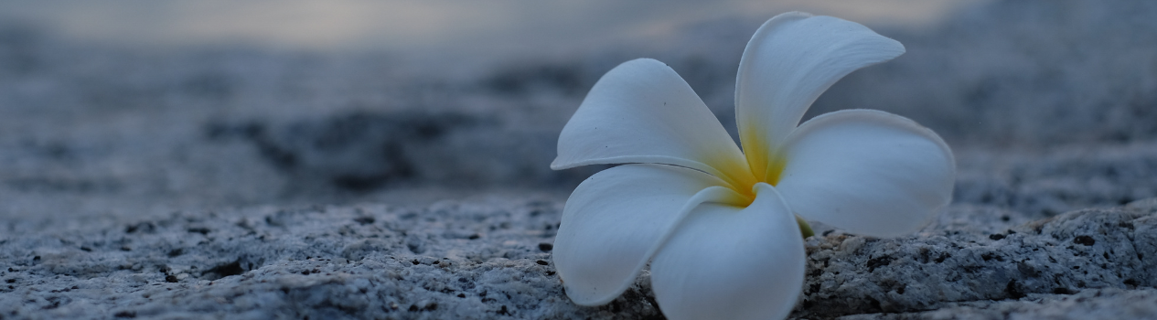 Send A Beautiful Bouquet To Someone Who Deserves It Today!_just-because