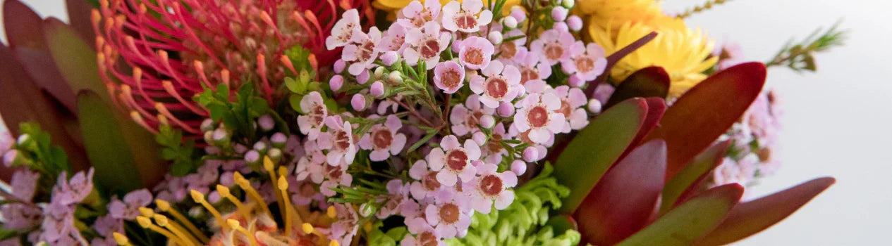 Explore More Natives!_native-flowers