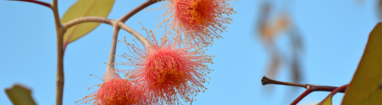 Send Beautiful Native Flowers in Perth Today!_native-flowers