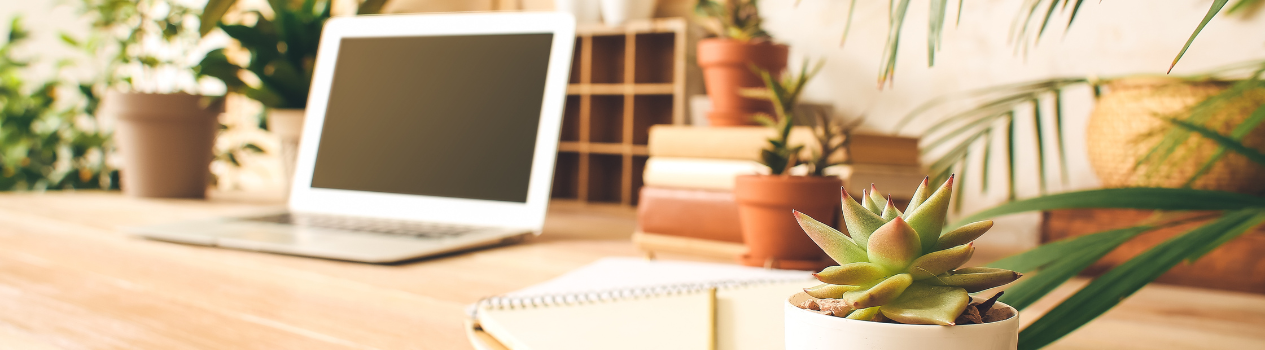 Low-Maintenance Office Plants in Australia