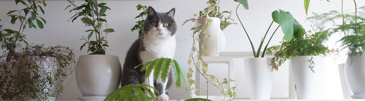 Spruce Up Your Home!_flowers-in-vase