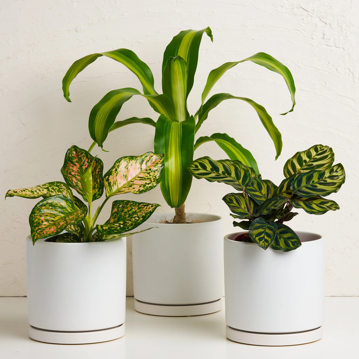 Indoor Plant With Pot