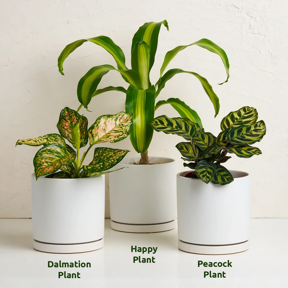 Indoor Plant With Pot