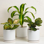 Indoor Plant With Pot