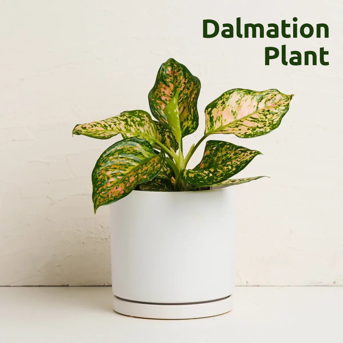Indoor Plant With Pot