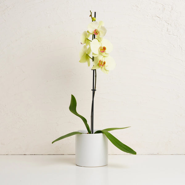 Orchid With Pot
