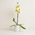 Orchid With Pot