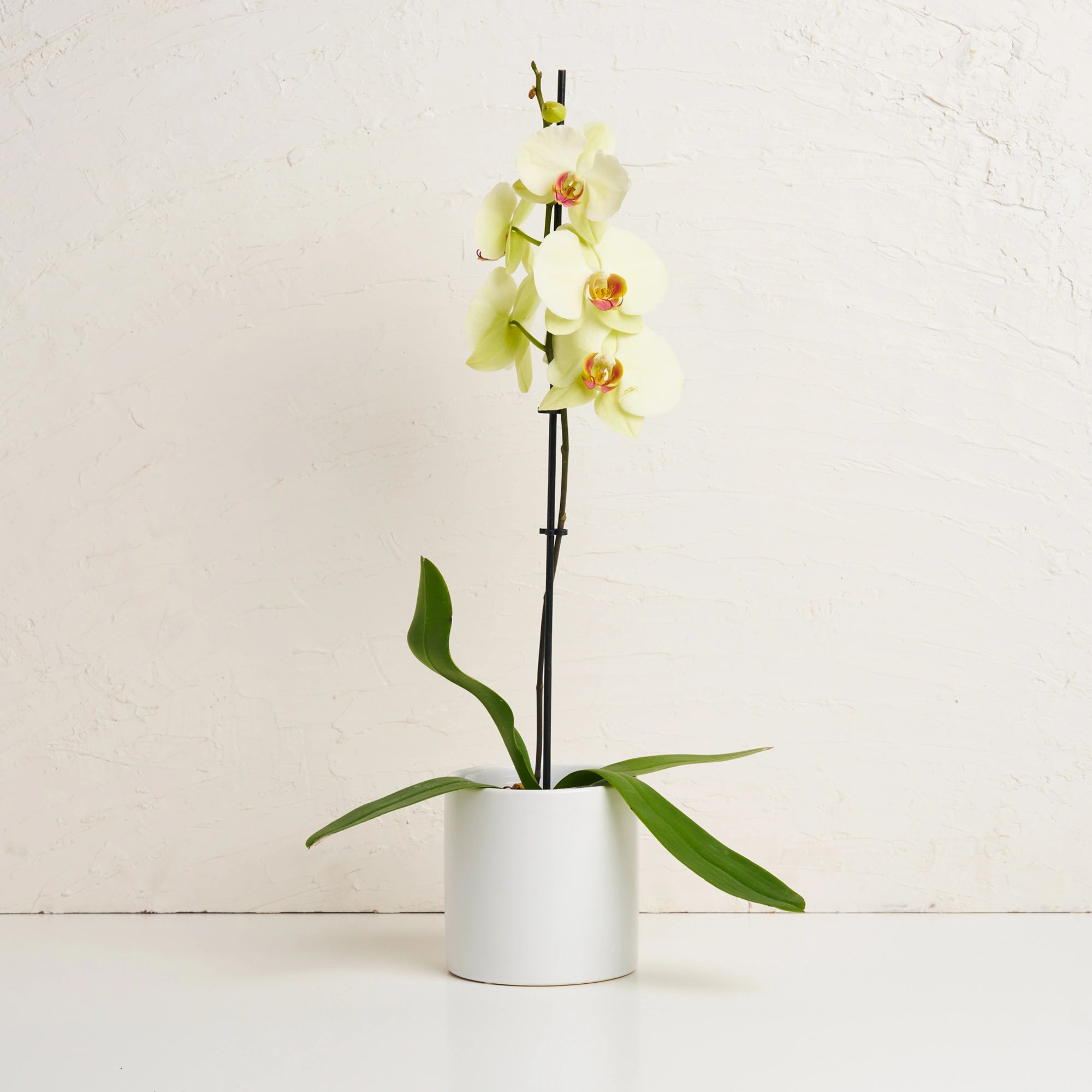 Orchid With Pot