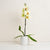 Orchid With Pot