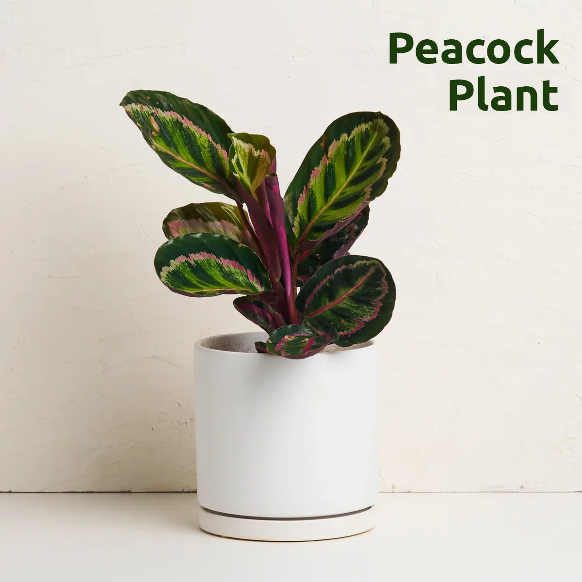 Indoor Plant With Pot