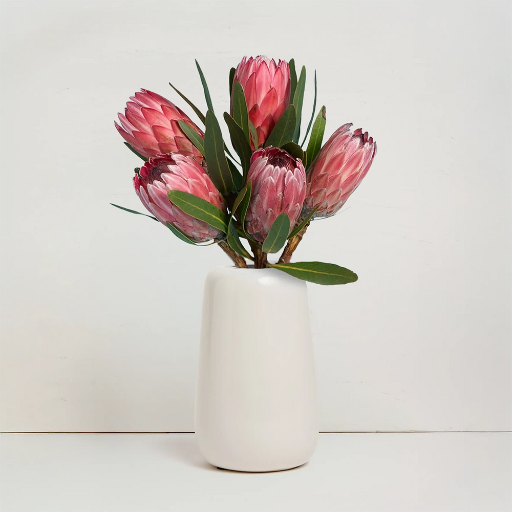 Protea in Ceramic Vase