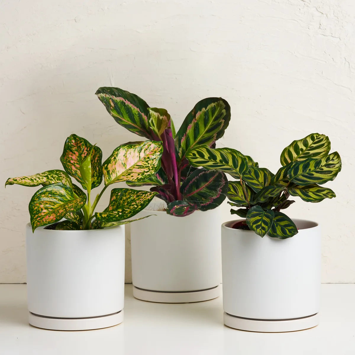 Indoor Plant With Pot