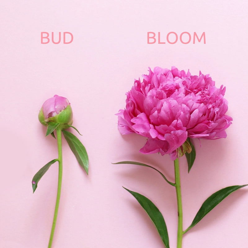 Peonies