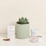 Birthday Succulent
