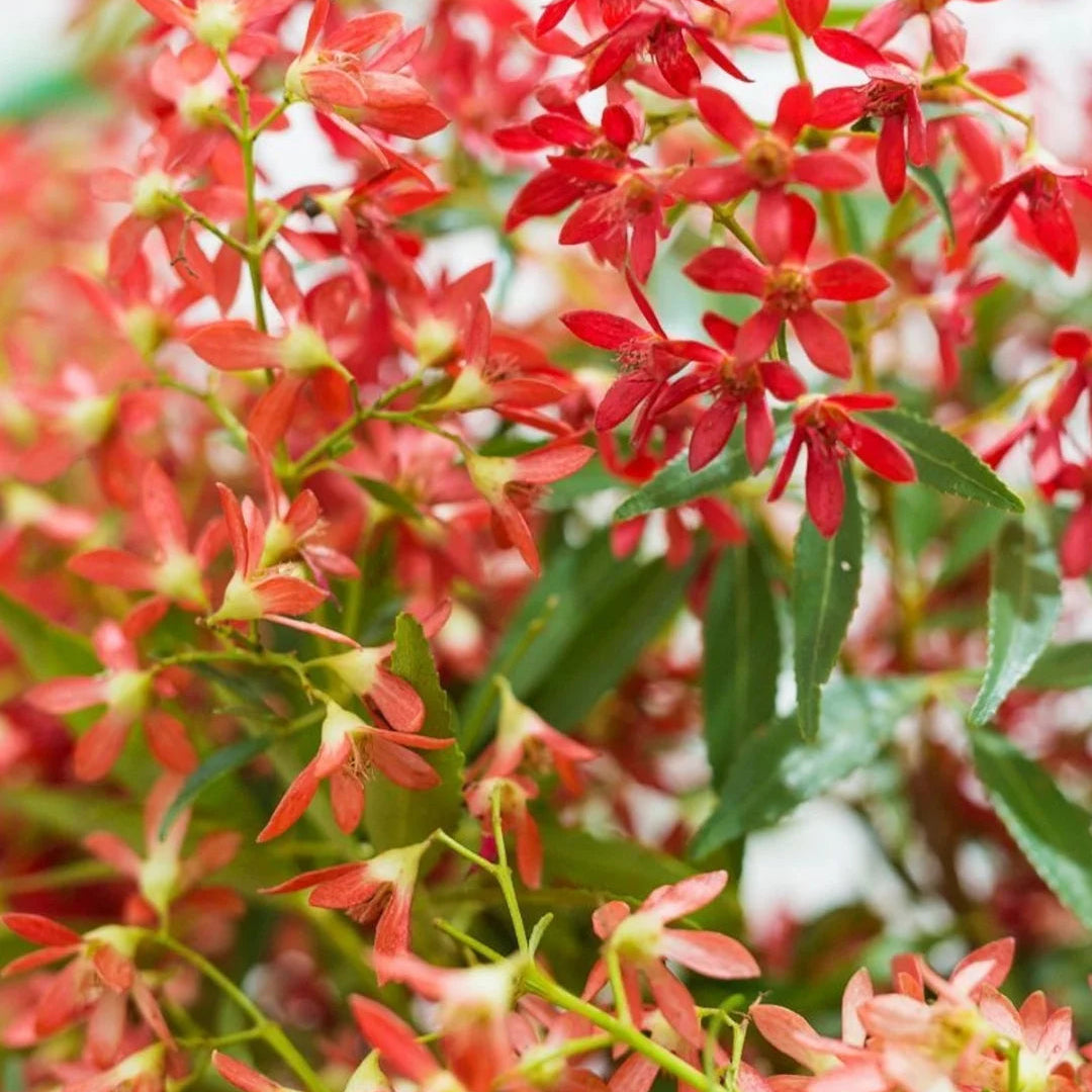 Christmas Bush Bouquet