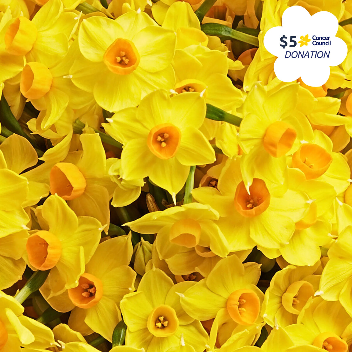 Daffodil Bouquet
