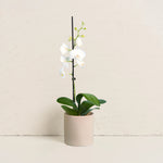 Orchid With Pot
