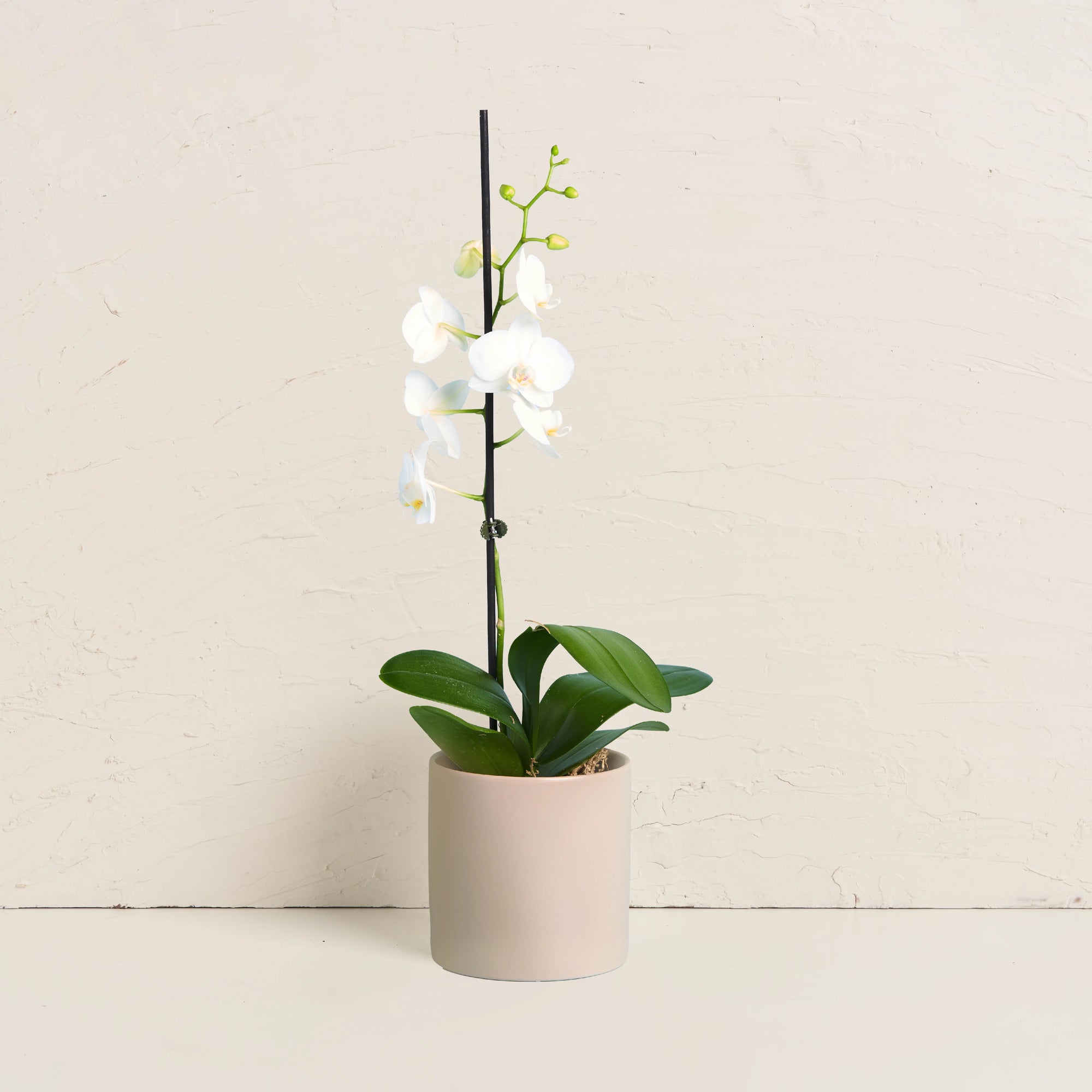 Orchid With Pot